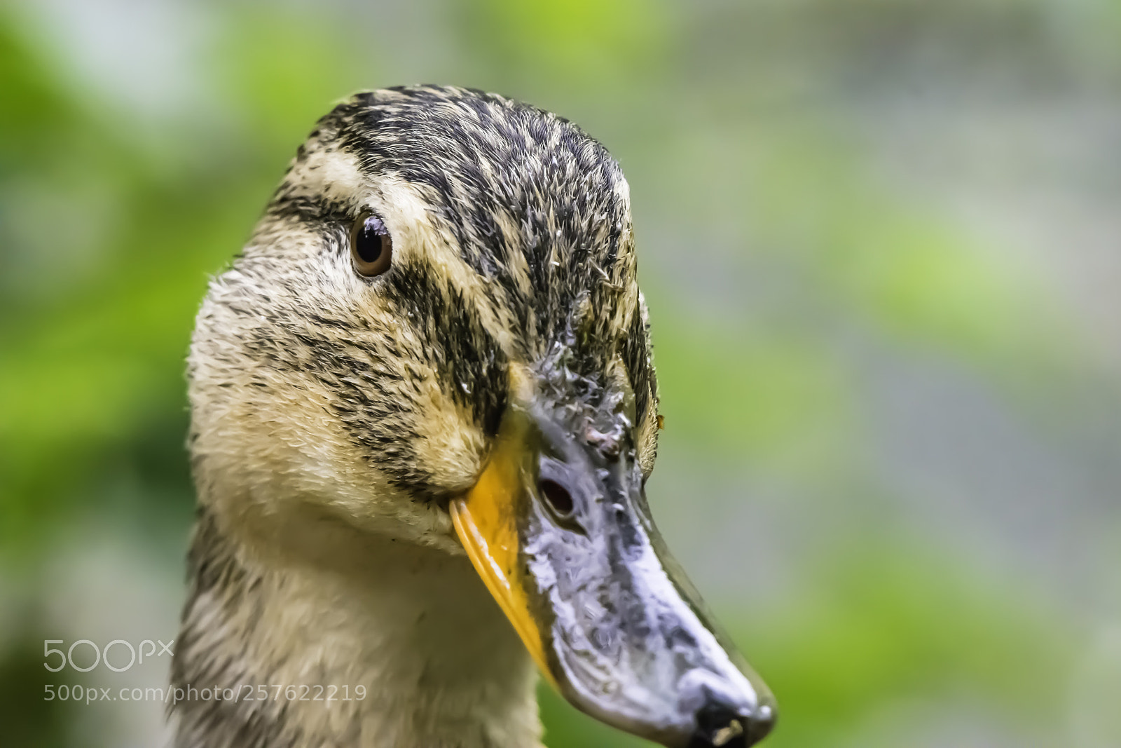 Nikon D7200 sample photo. Beautiful duck portrait. photography