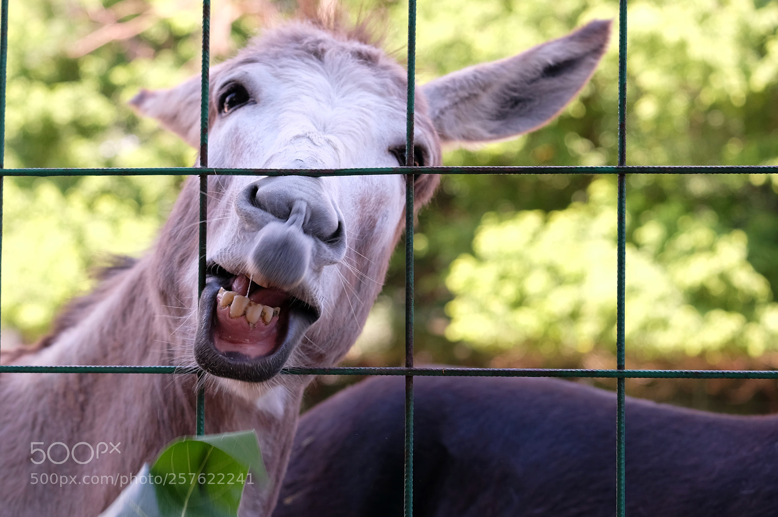 Fujifilm X-T1 sample photo. Funny donkey reaching for photography