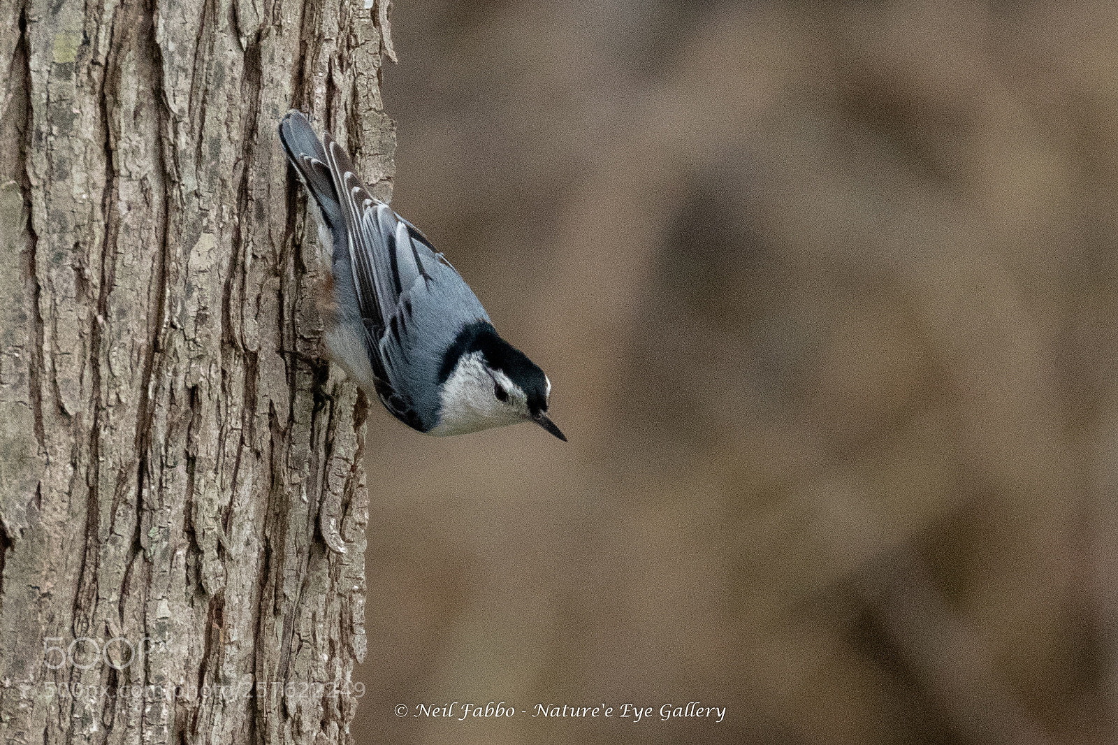 Canon EOS 5D Mark IV sample photo. White breasted nuthatch photography