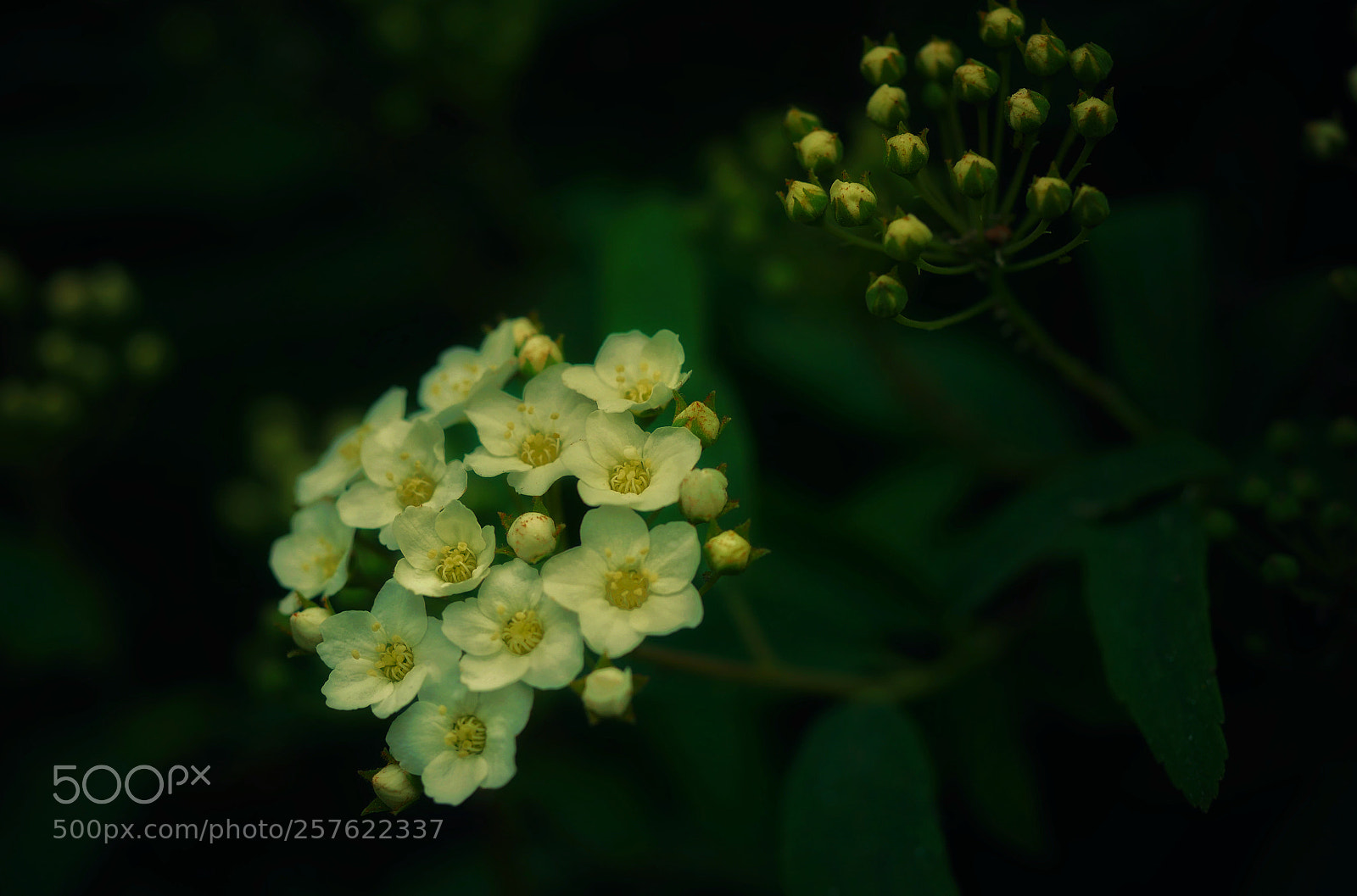 Panasonic Lumix DMC-GX85 (Lumix DMC-GX80 / Lumix DMC-GX7 Mark II) sample photo. ??... photography
