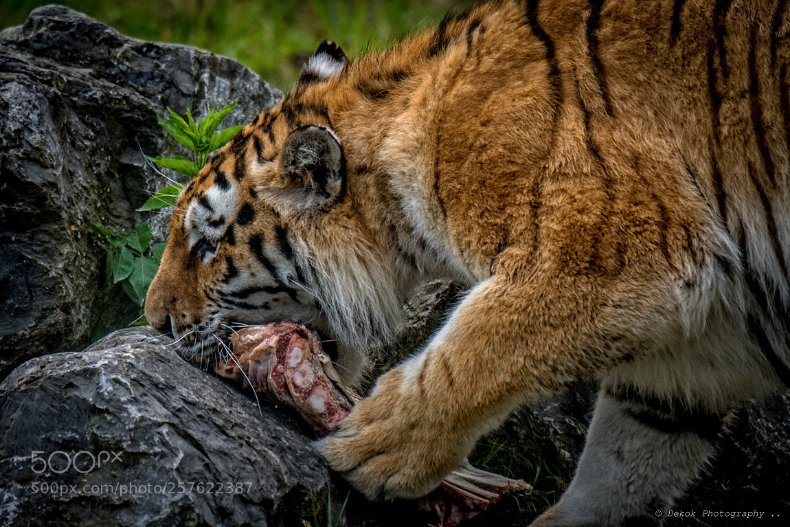 Nikon D500 sample photo. Siberian tiger . photography