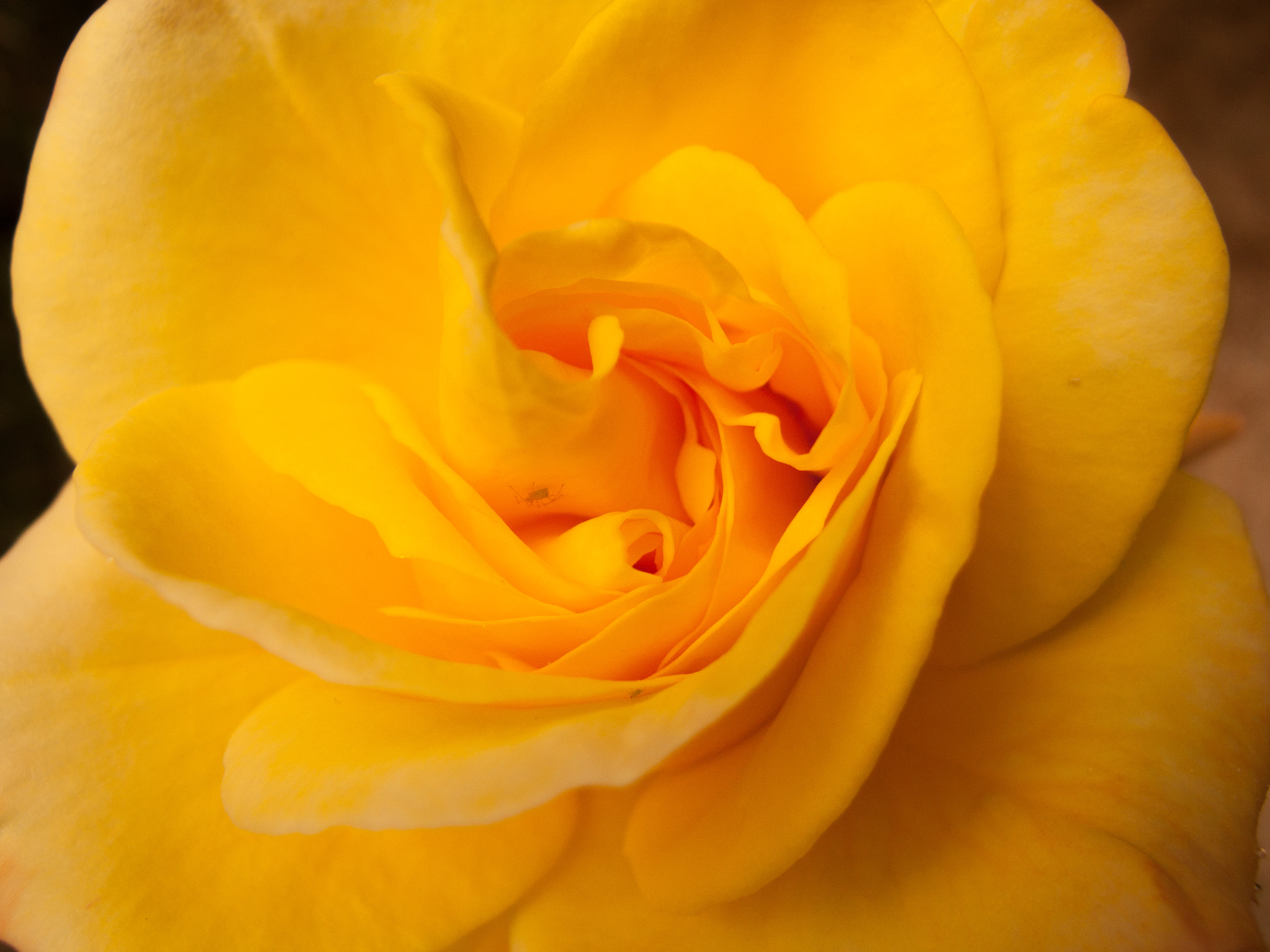 Canon POWERSHOT S70 sample photo. Interior de una flor photography