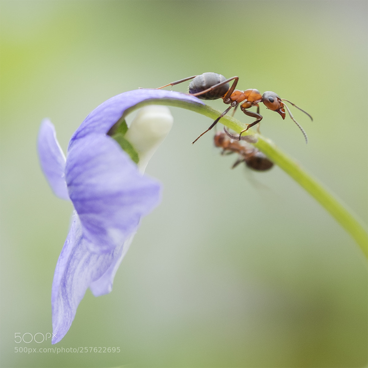 Fujifilm X-T2 sample photo. Blue flower, red ant photography