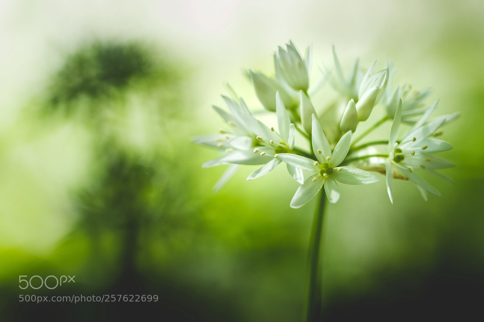 Canon EOS 7D sample photo. White beauty photography