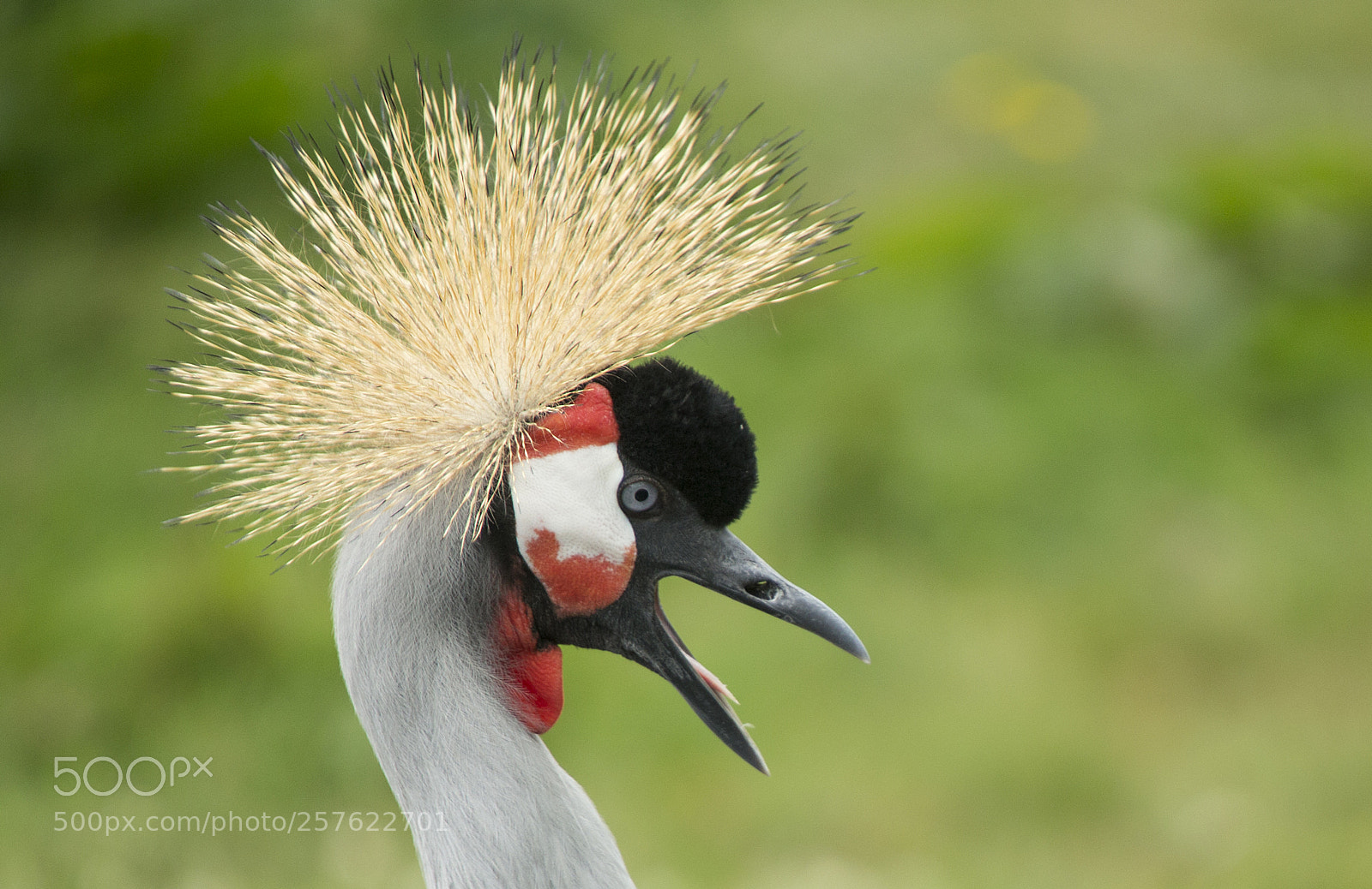 Canon EOS-1D X sample photo. Crowned crane photography