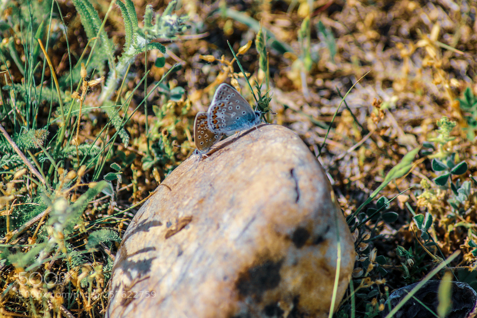 Canon EOS 70D sample photo. Untitled photography