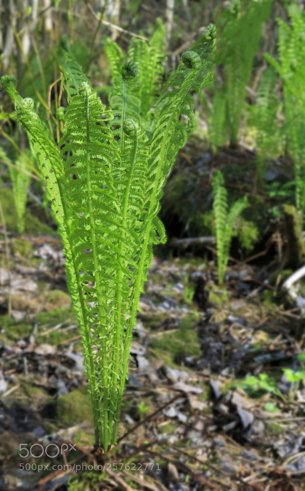 Canon EOS 6D sample photo. Forest vegetation photography