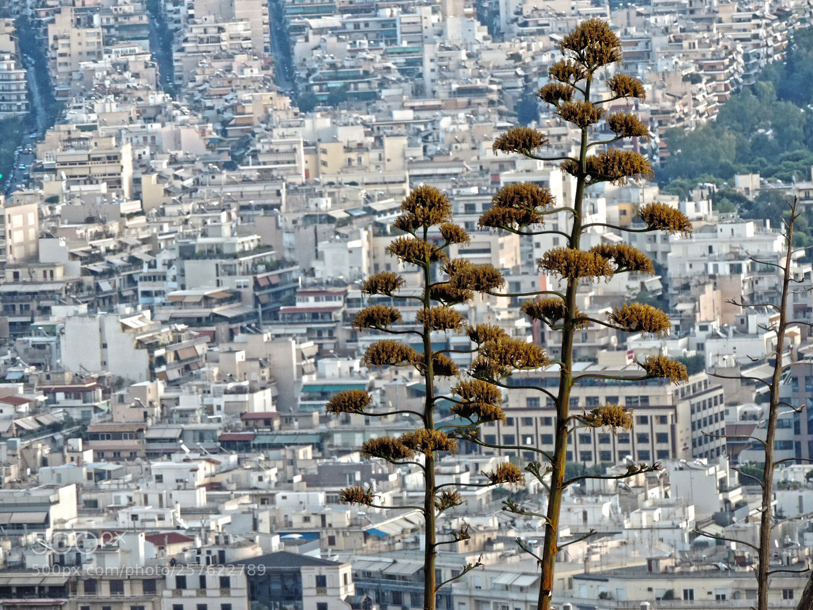 Nikon Coolpix P520 sample photo. Athens from lycabettus hill photography