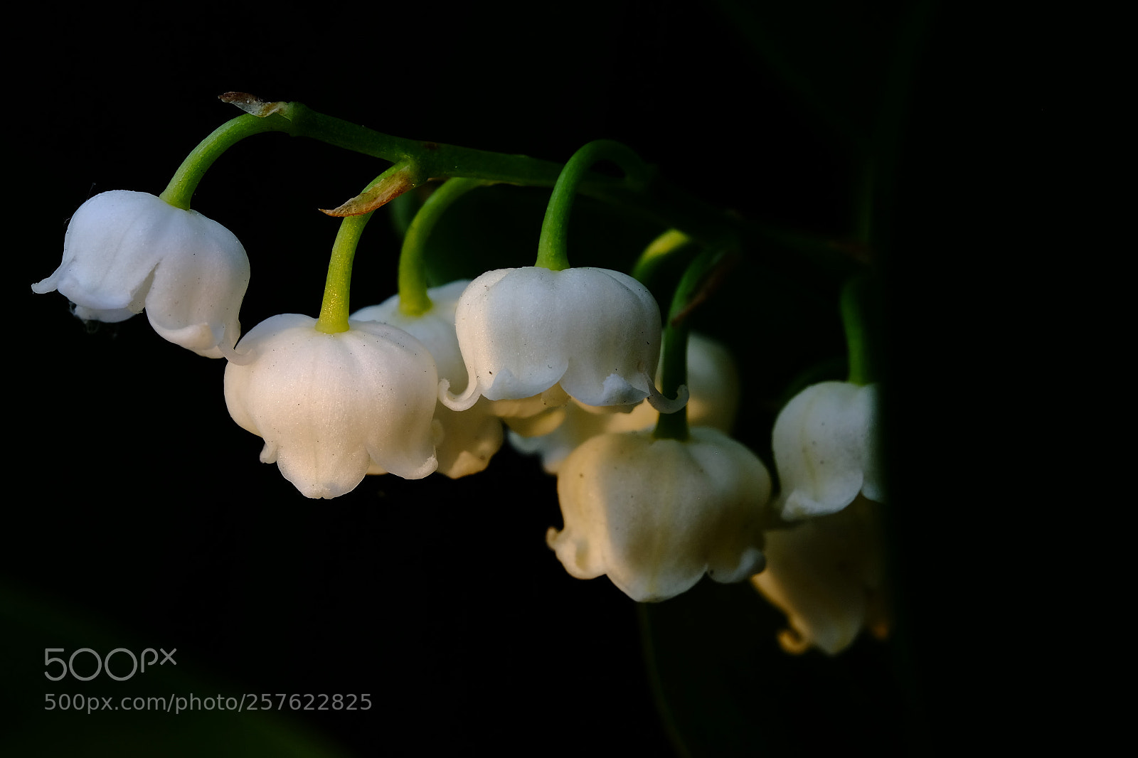 Fujifilm X-T10 sample photo. 568 photography