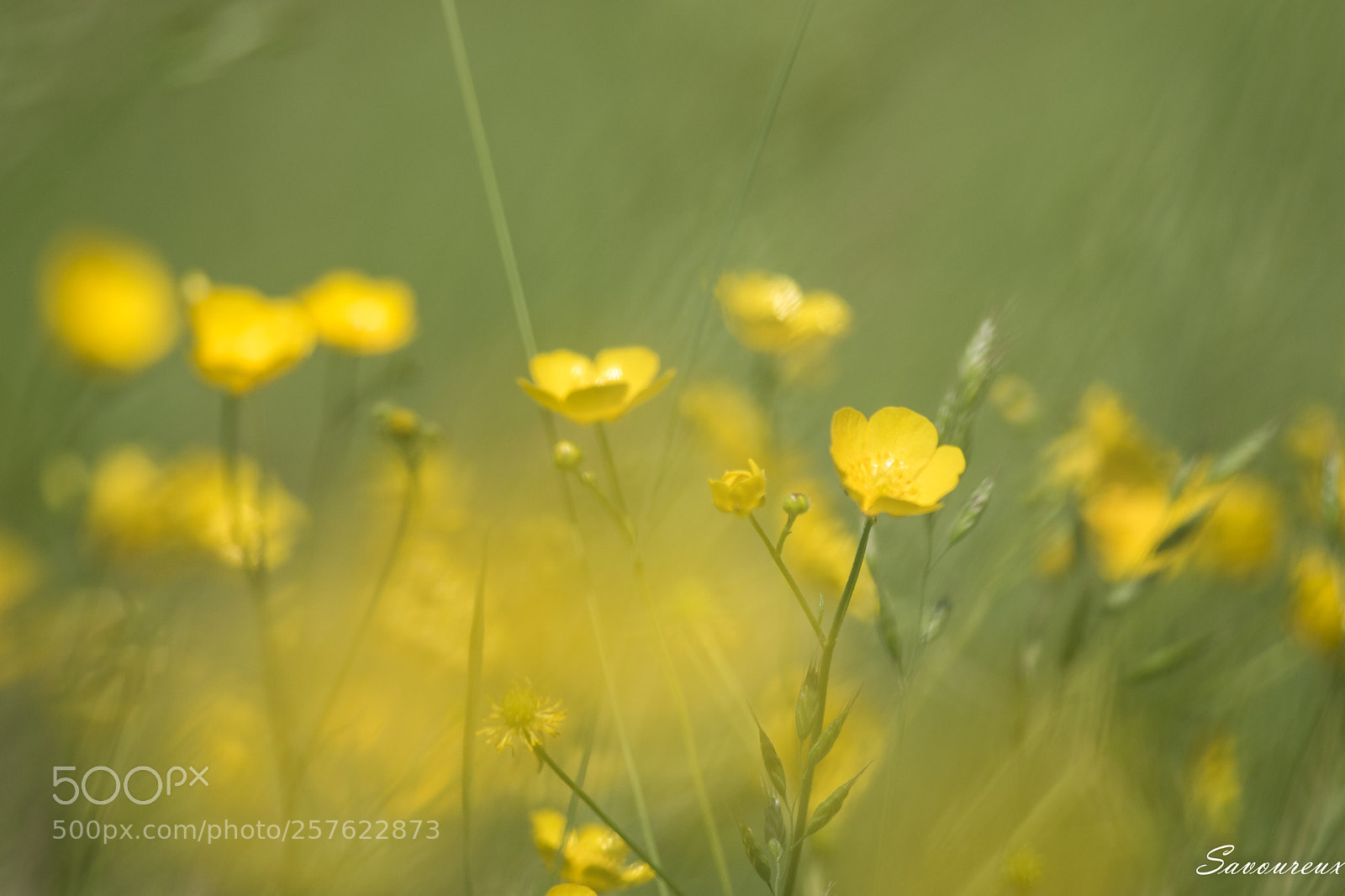 Nikon D5500 sample photo. Dans le vent photography