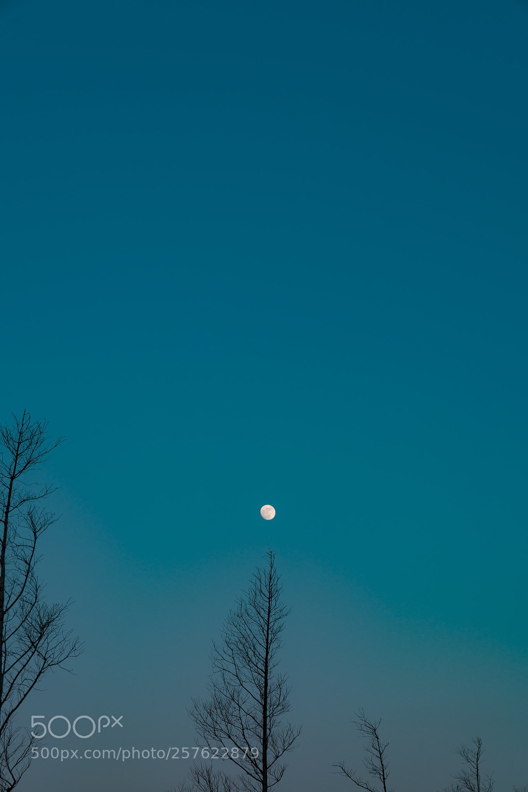 Sony a7R II sample photo. Moon pen photography