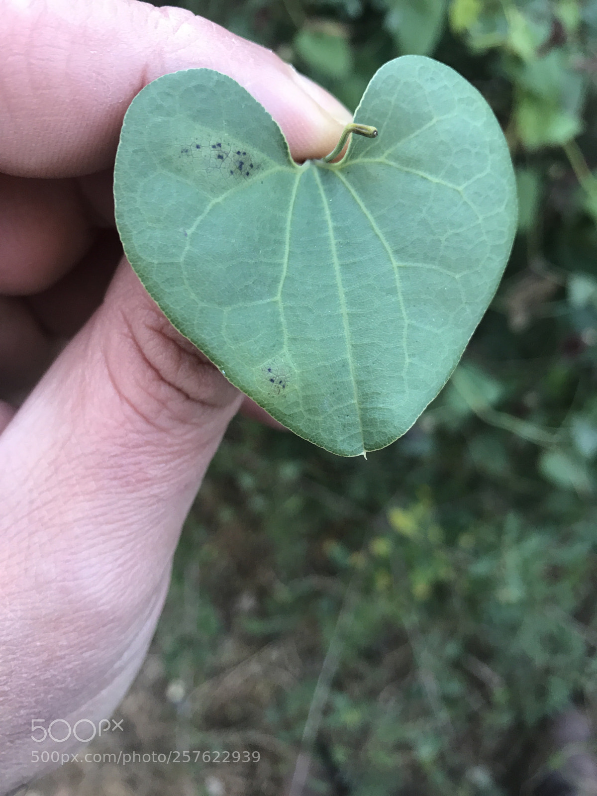 Apple iPhone 7 Plus sample photo. Green heart photography