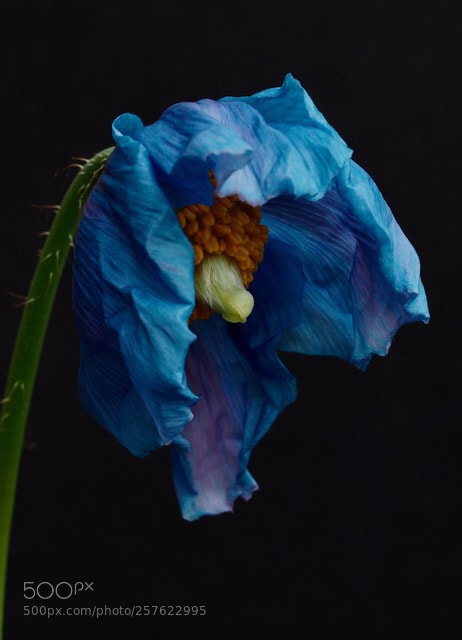 Olympus OM-D E-M5 II sample photo. The blue series.
 photography