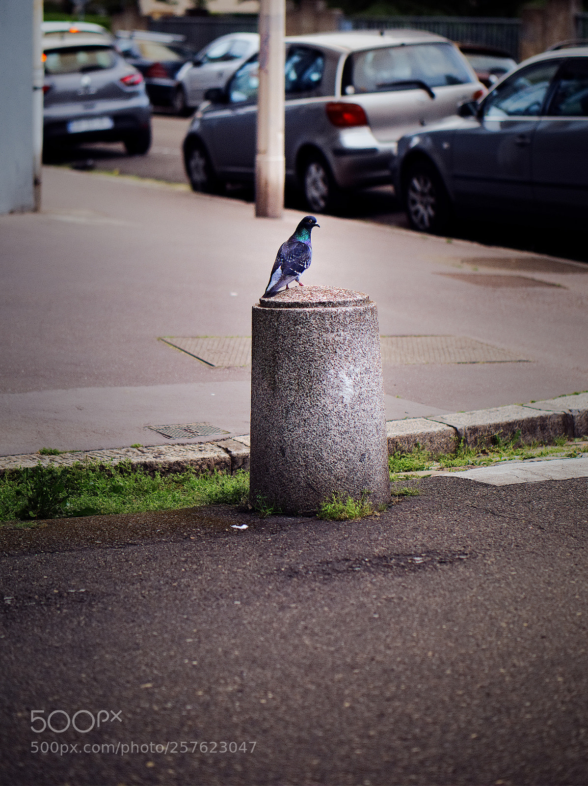 Panasonic Lumix DC-GH5 sample photo. Faune urbaine photography