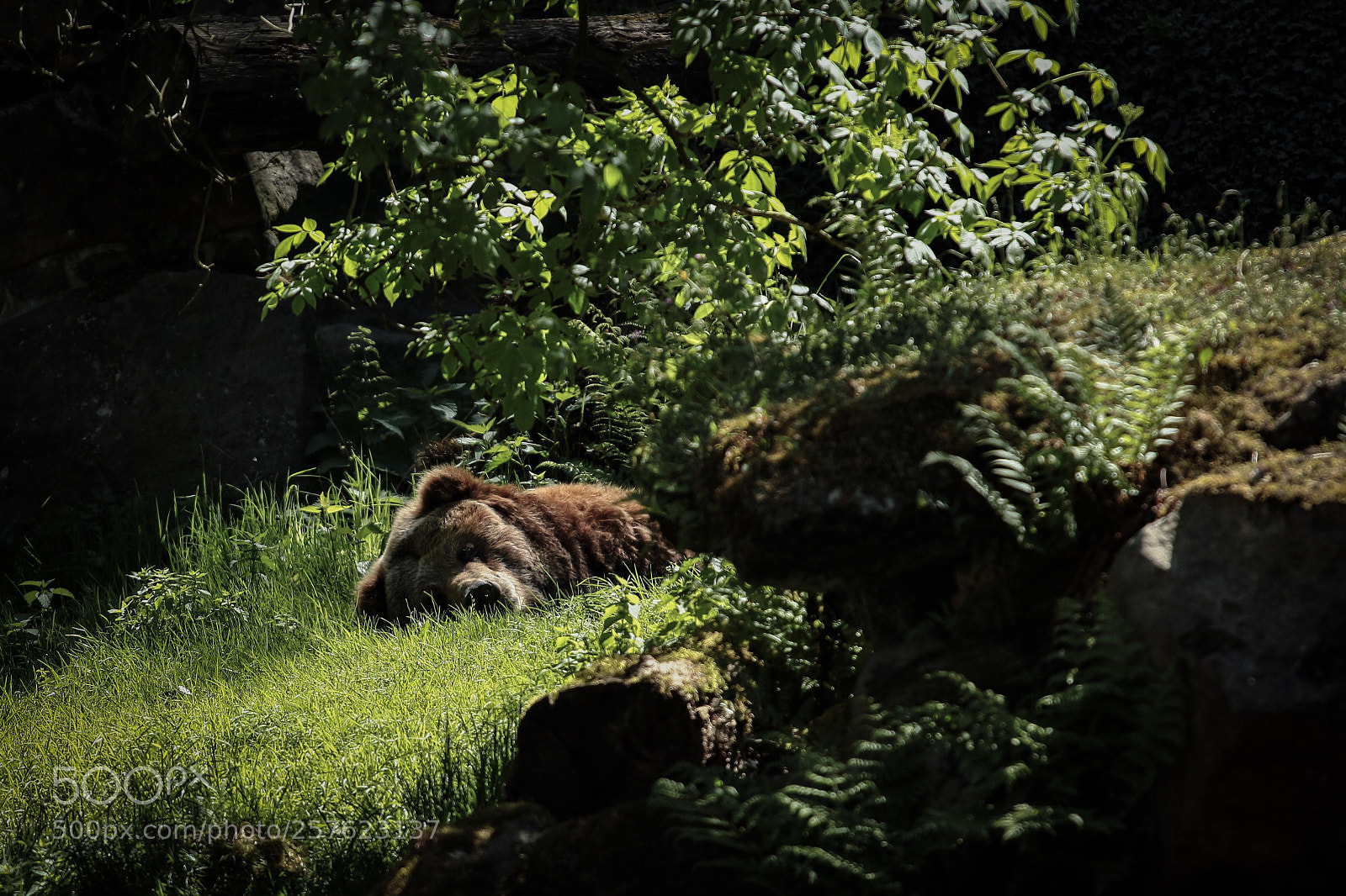 Canon EOS 700D (EOS Rebel T5i / EOS Kiss X7i) sample photo. Tired bear photography