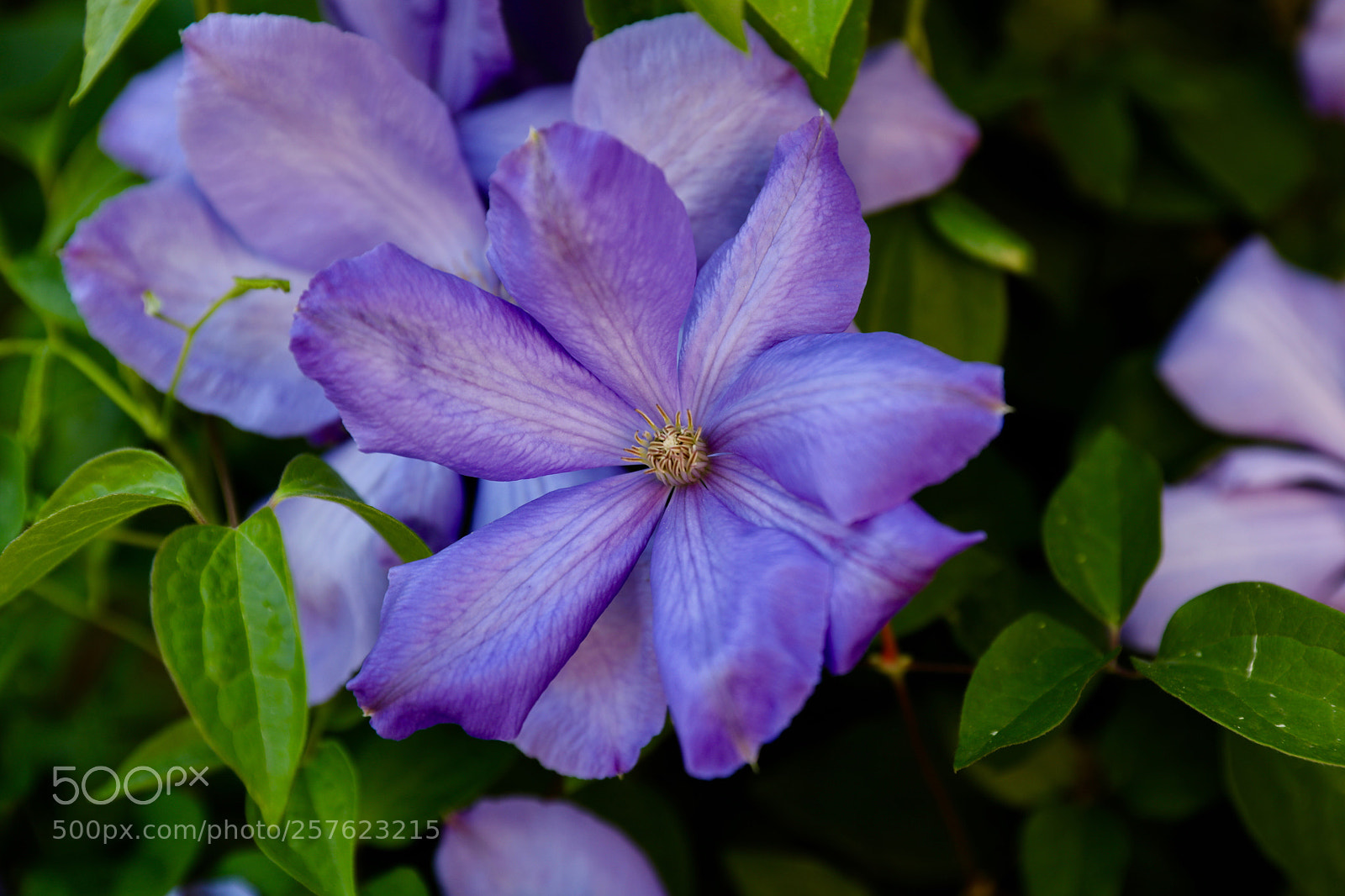 Canon EOS 5D Mark IV sample photo. Untitled photography
