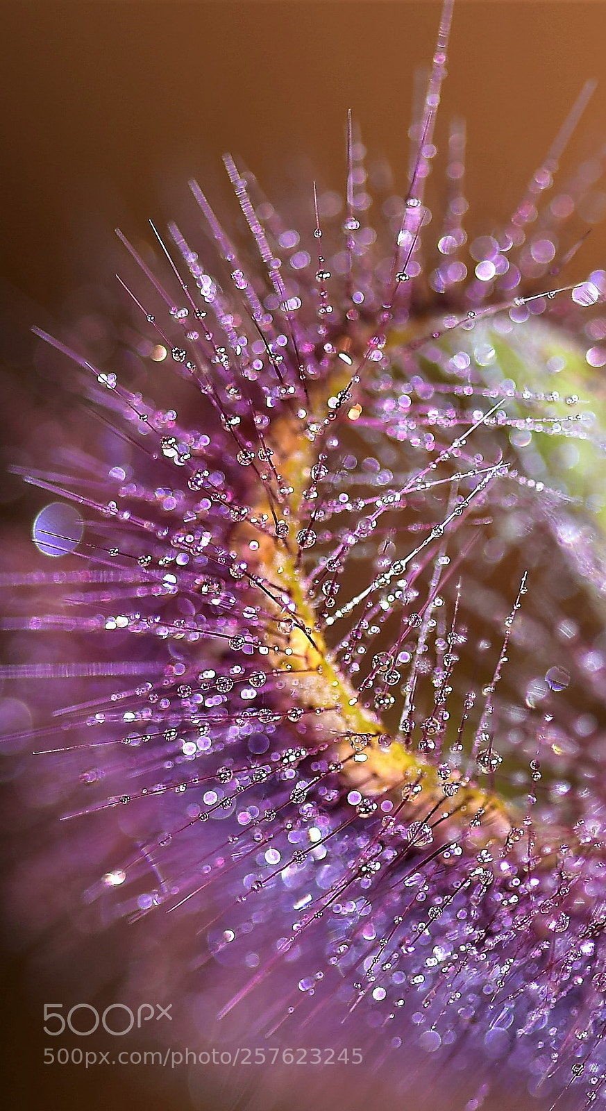 Nikon D750 sample photo. Cactus flowers and the photography