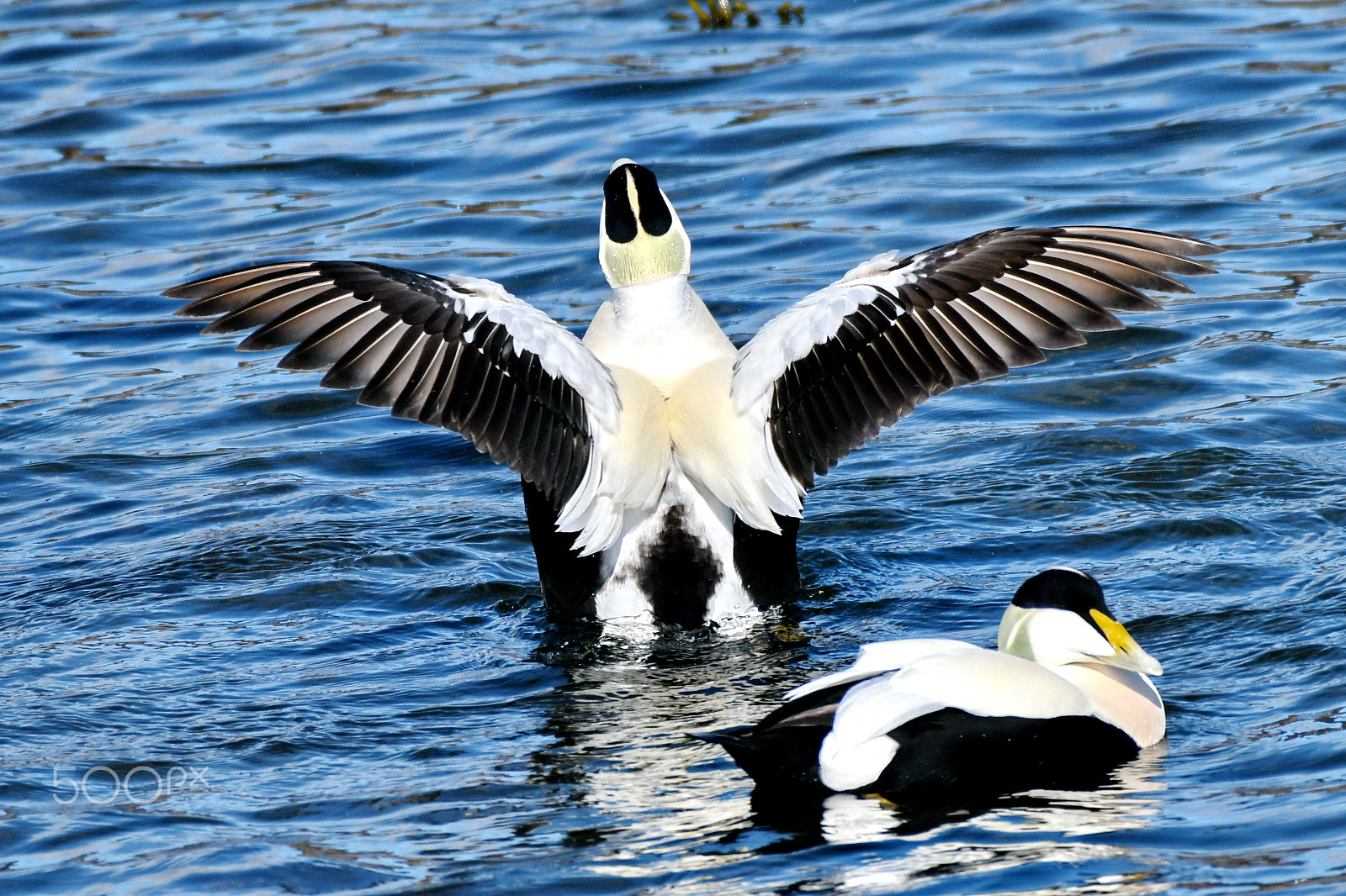 Nikon D850 + Nikon AF-S Nikkor 200-500mm F5.6E ED VR sample photo. Ducks photography