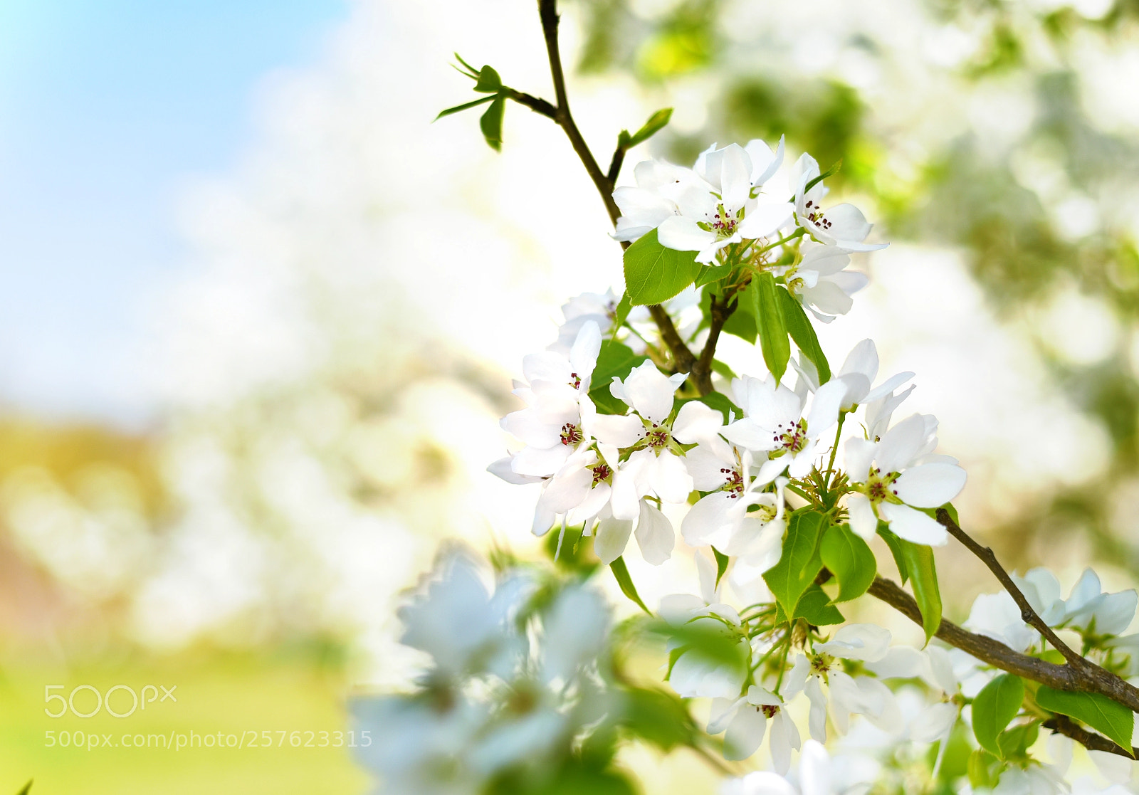 Nikon D750 sample photo. Signs of spring photography