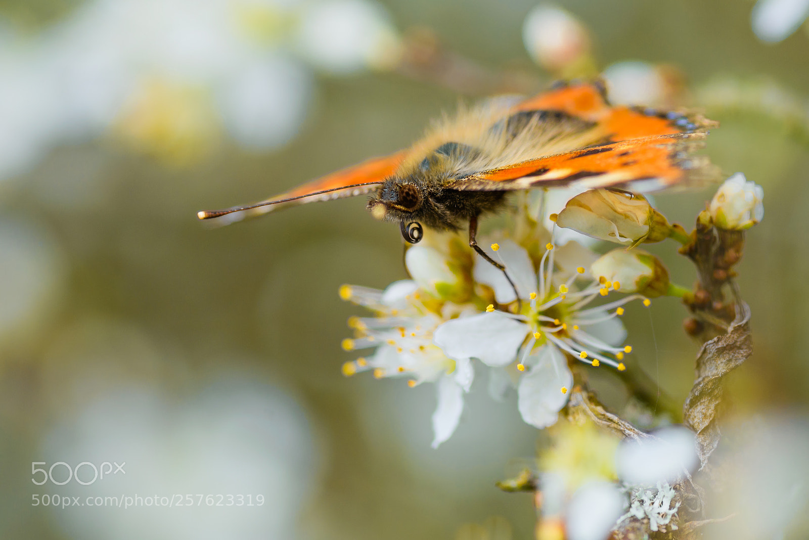 Nikon D800 sample photo. Small tortoiseshell photography