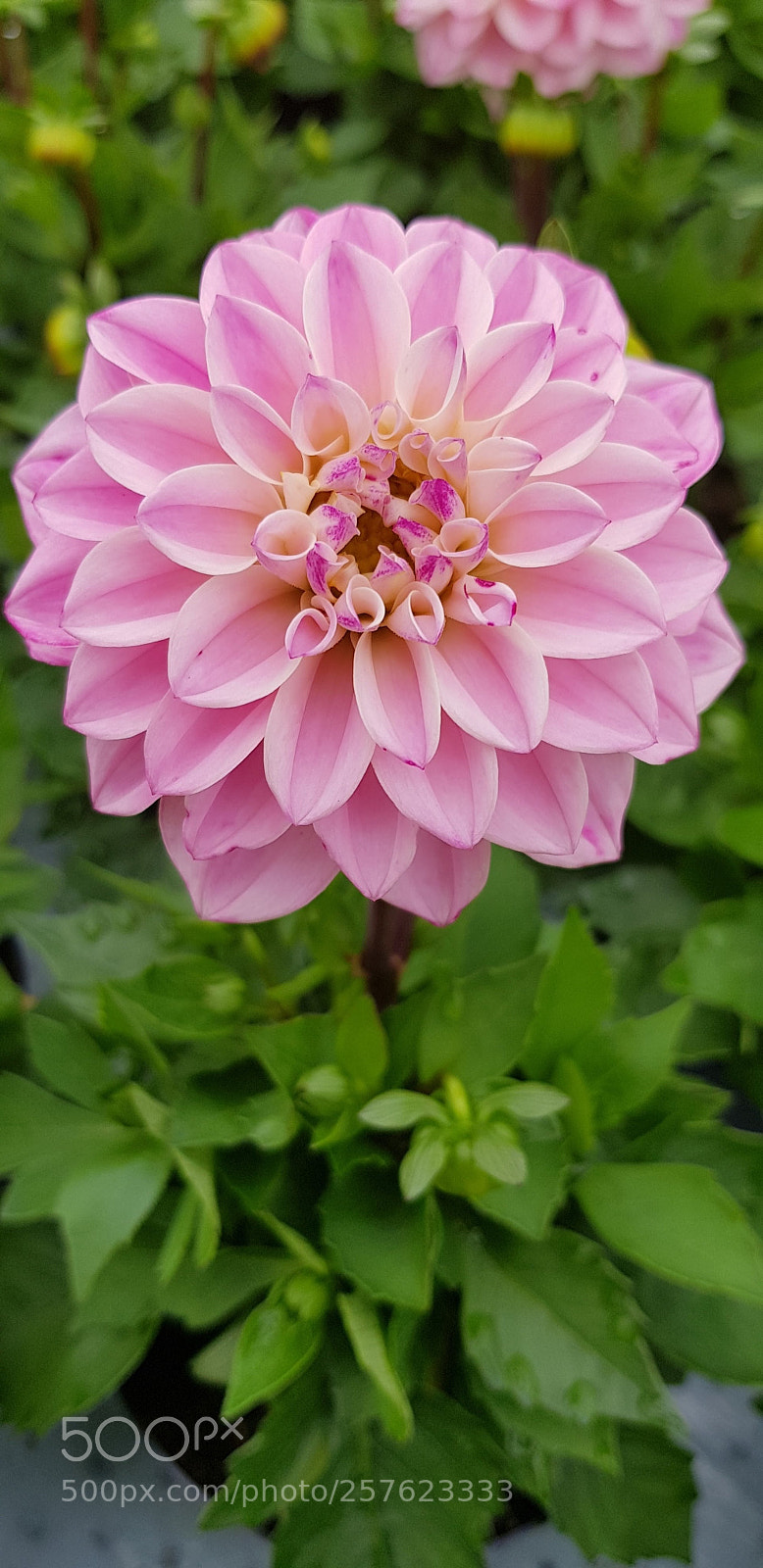 Samsung Galaxy S8 sample photo. One more pink photography