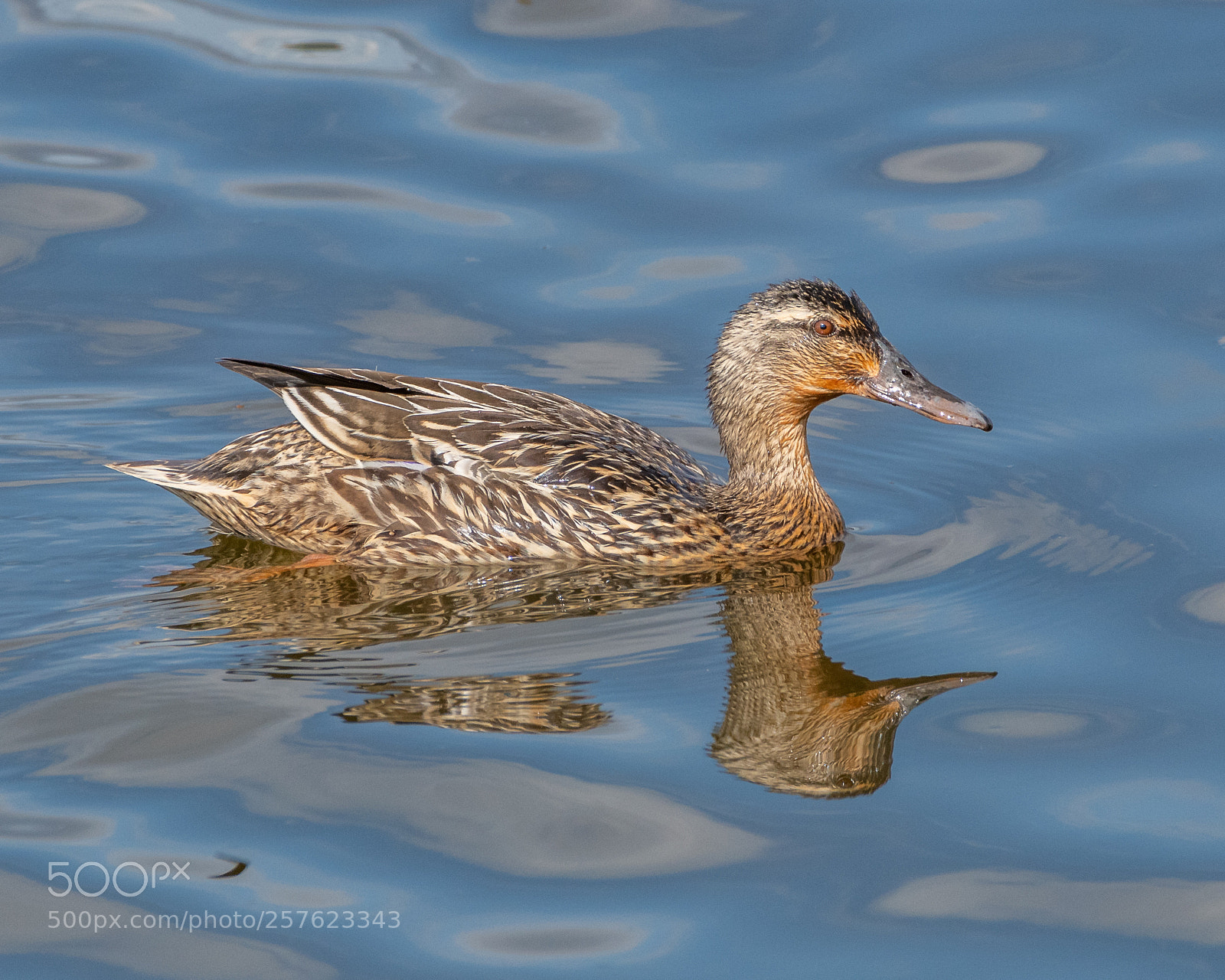 Nikon D500 sample photo. Female mallard photography