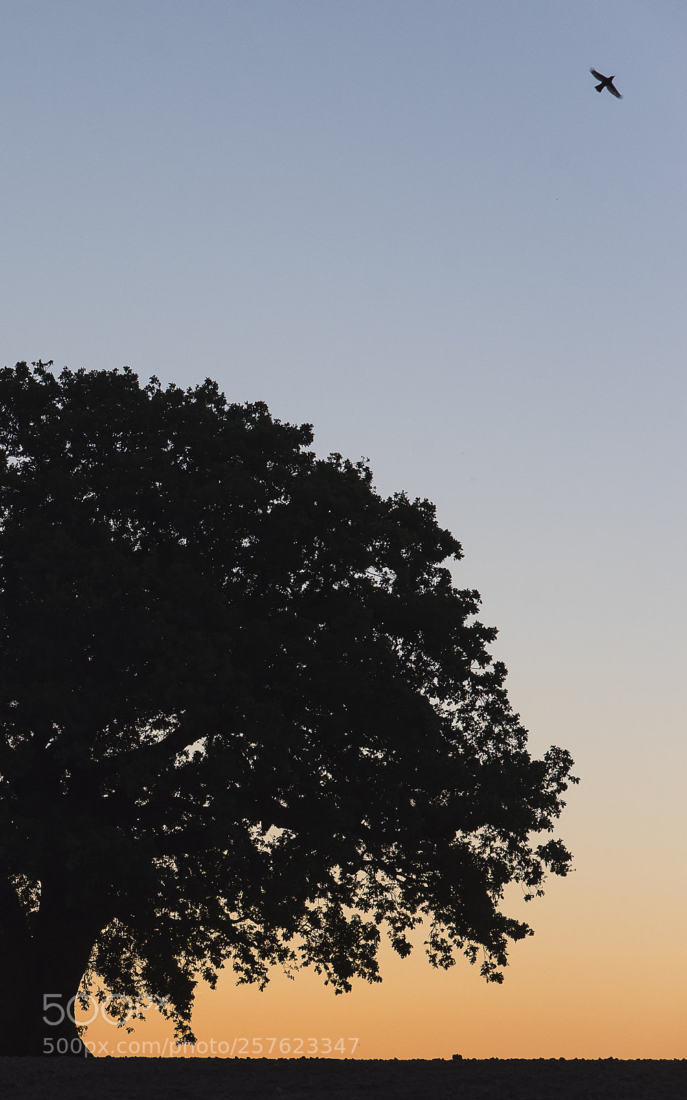 Nikon D750 sample photo. Take-off photography