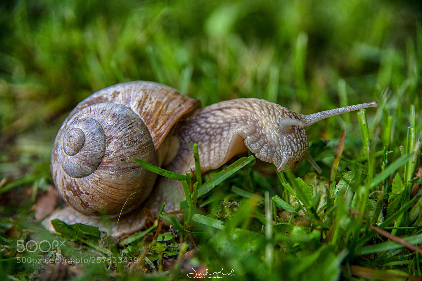 Pentax K-70 sample photo. Snail photography