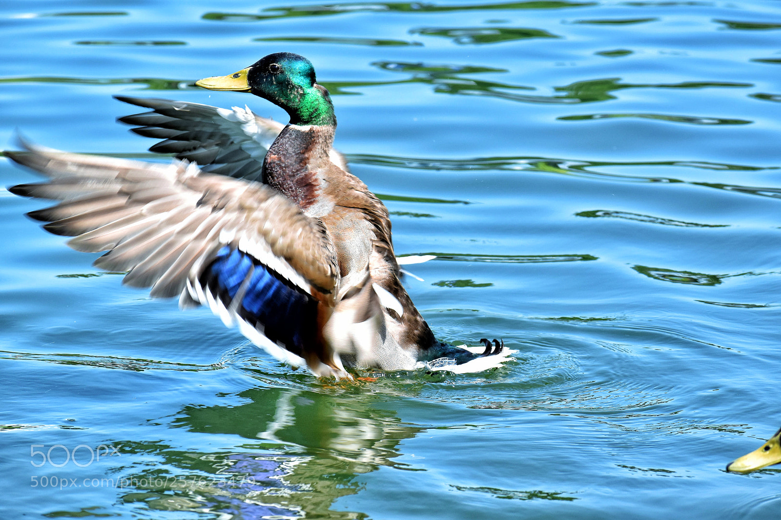 Nikon D5600 sample photo. Untitled photography