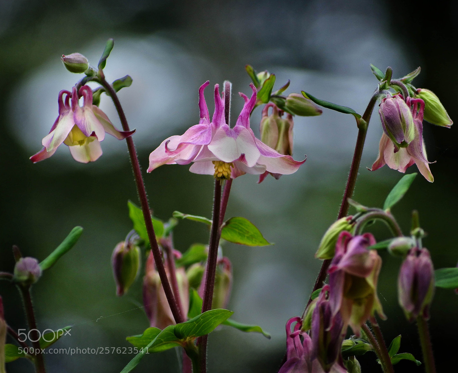 Nikon 1 J5 sample photo. Columbine photography