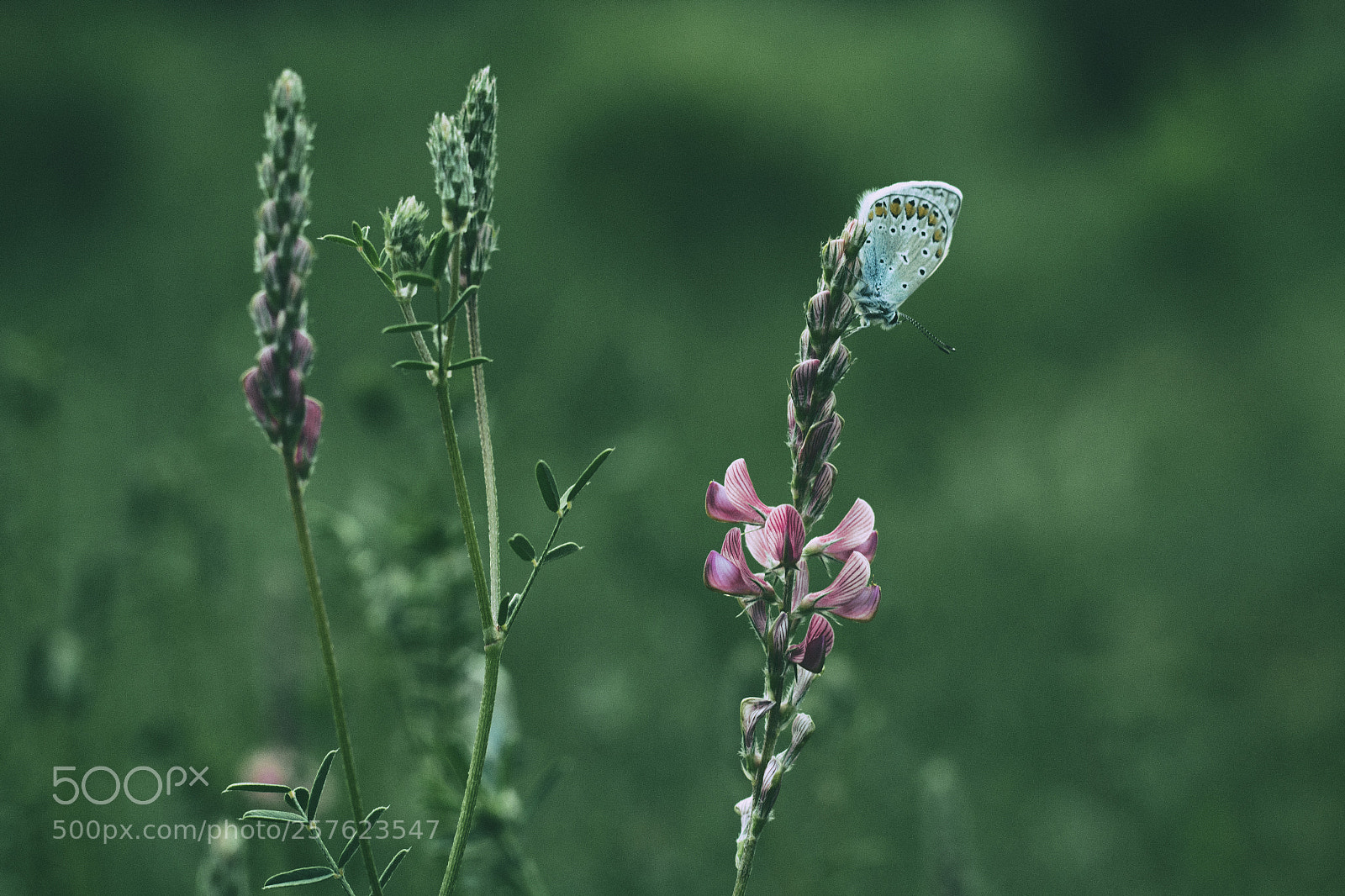 Canon EOS 1200D (EOS Rebel T5 / EOS Kiss X70 / EOS Hi) sample photo. Same old cliches photography