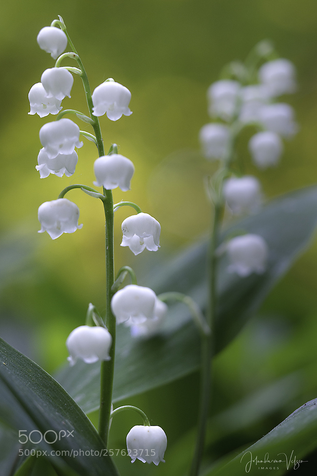 Olympus OM-D E-M10 sample photo. Lily photography