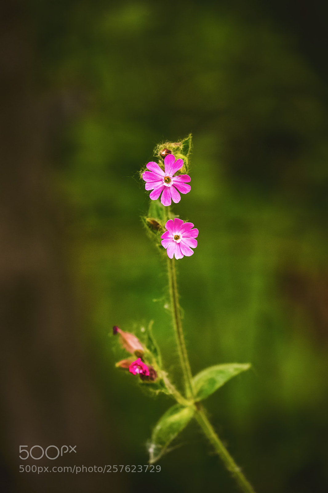 Fujifilm X-T2 sample photo. * photography