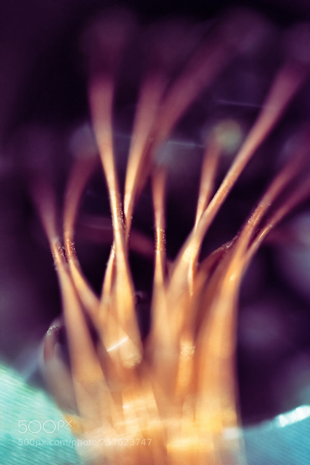 Nikon D750 sample photo. Racimo - cluster photography