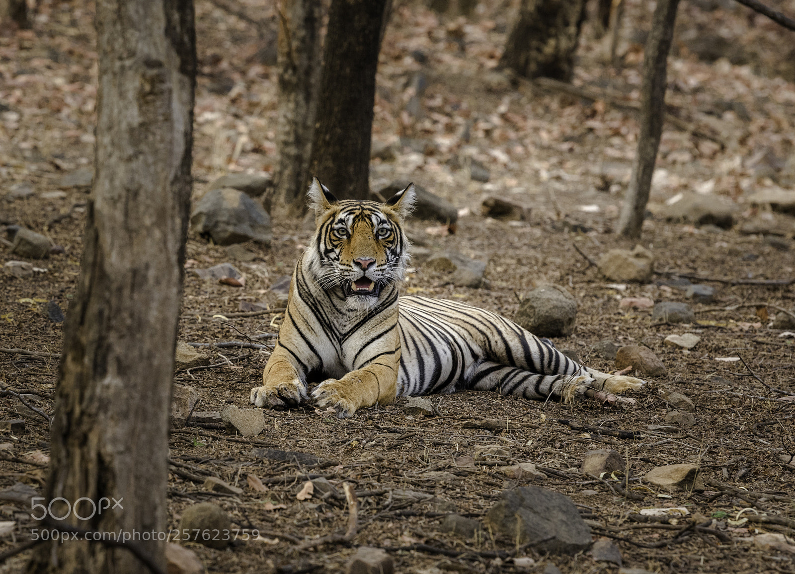 Nikon D750 sample photo. Wild tiger photography