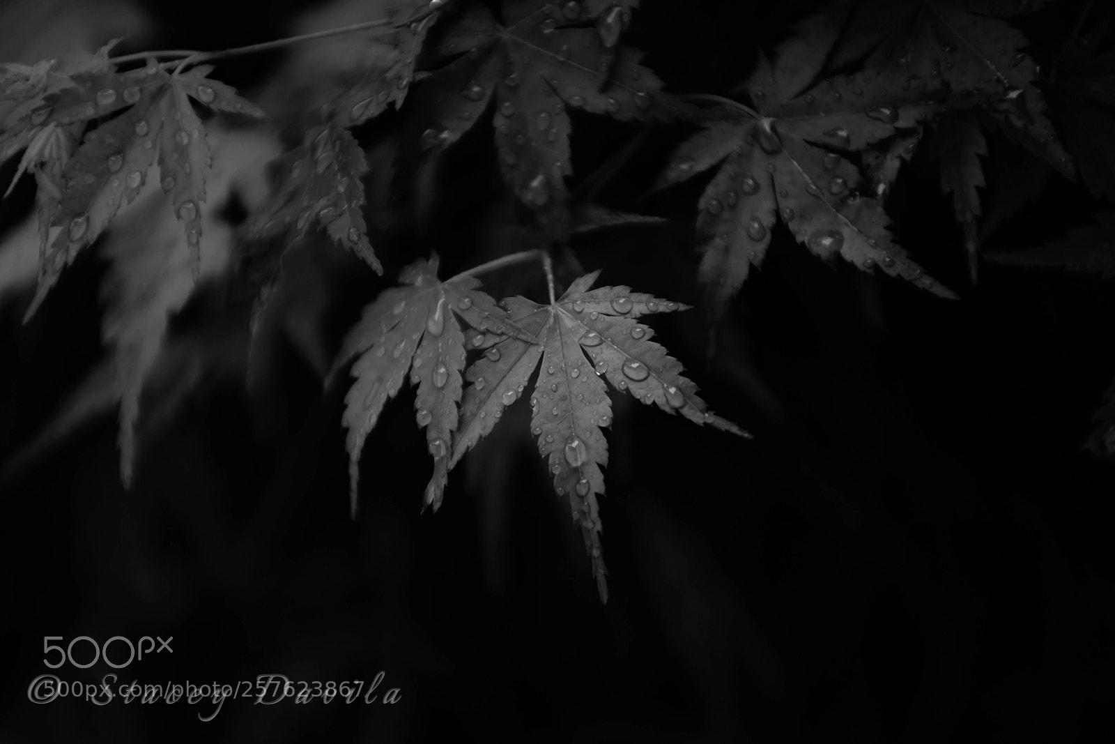 Sony a99 II sample photo. Spring rain photography
