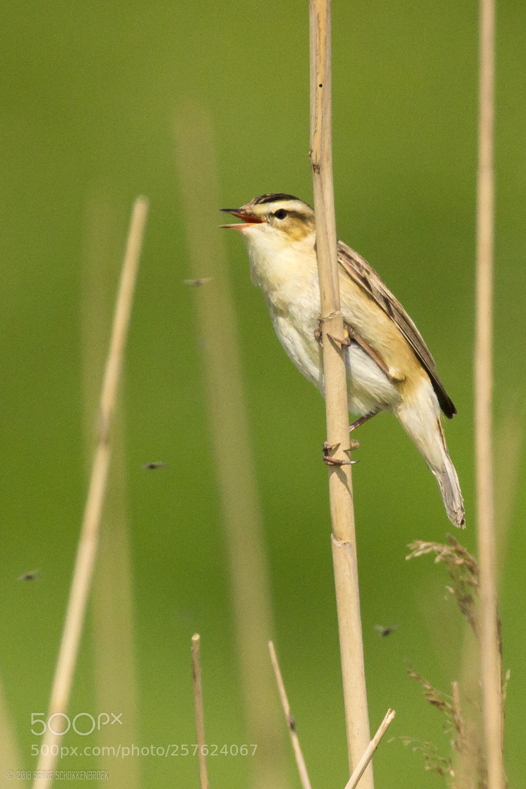 Canon EOS 600D (Rebel EOS T3i / EOS Kiss X5) sample photo. Sedge warbler catching flies photography