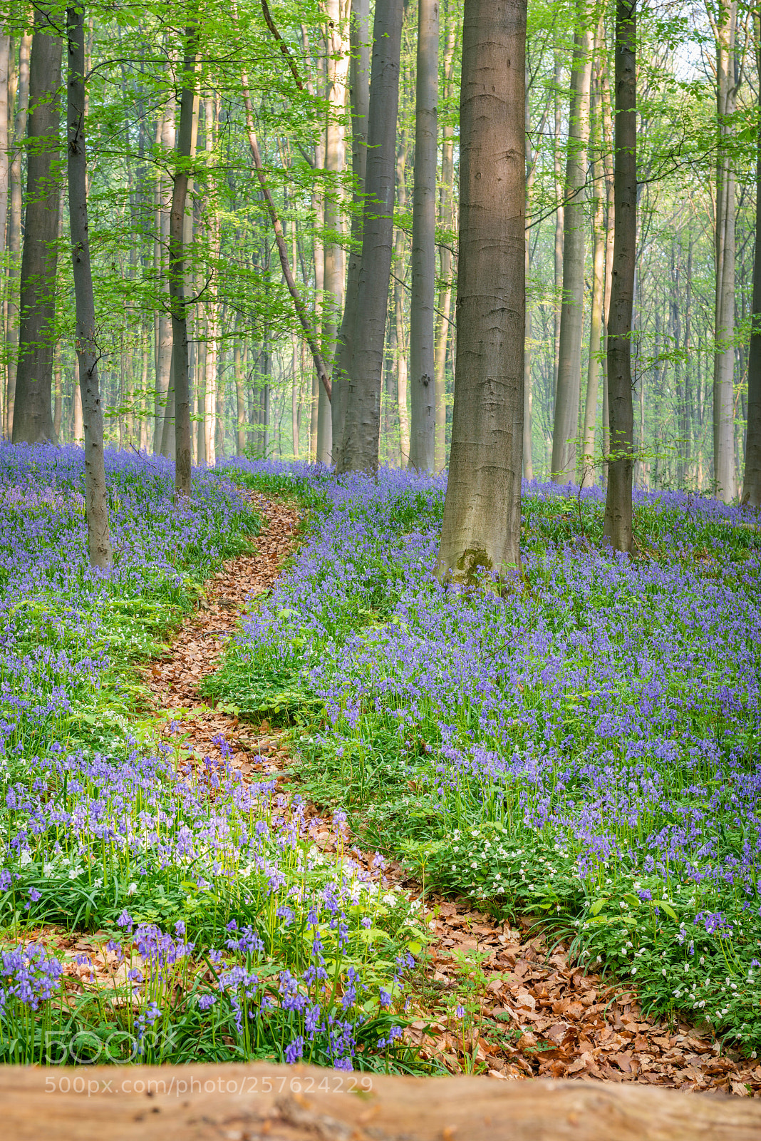 Nikon D800 sample photo. Path thru the blue photography
