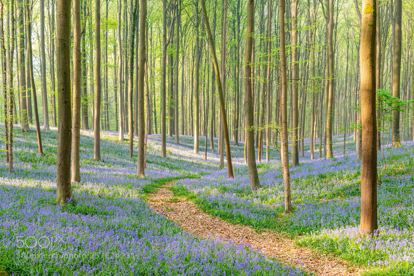 Nikon D800 sample photo. Path thru the blue photography