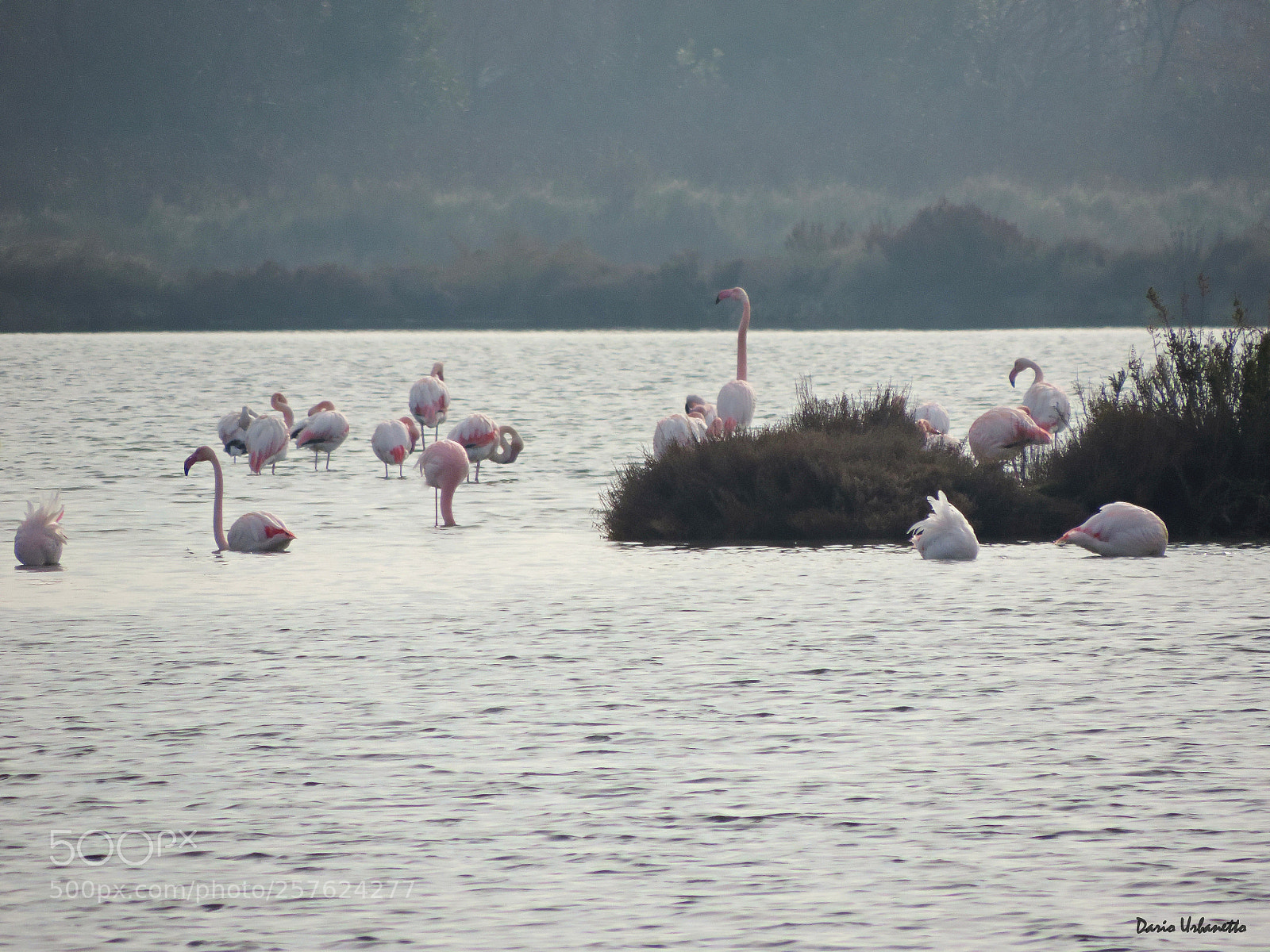 Nikon Coolpix P520 sample photo. Flamingos photography