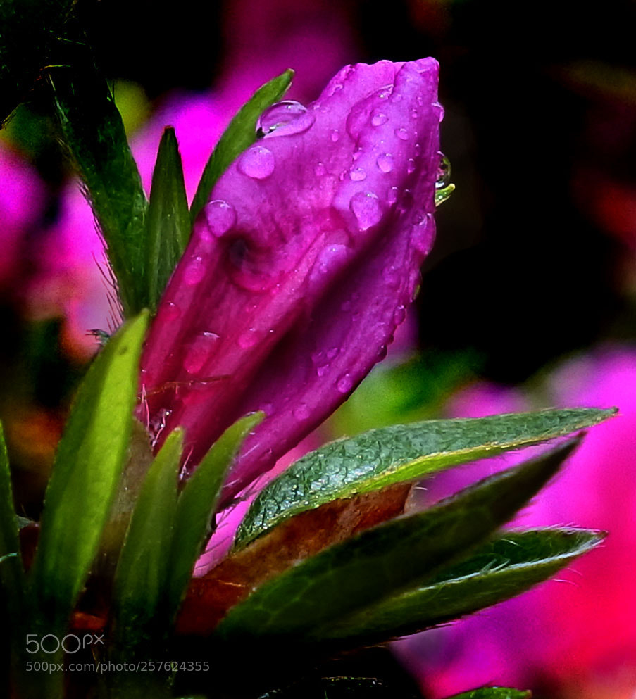 Nikon 1 J5 sample photo. Azalea bud photography