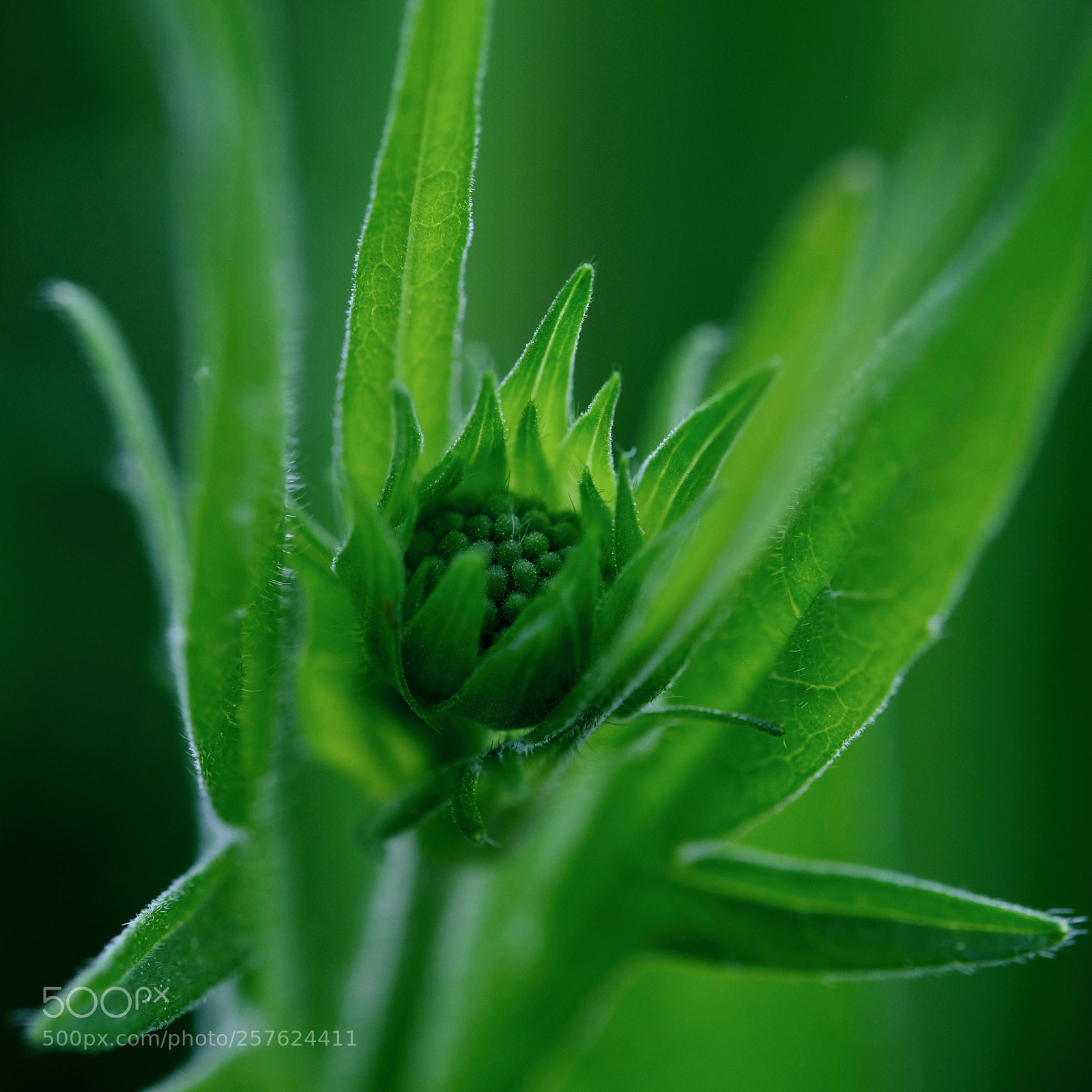 Fujifilm X-T2 sample photo. . photography