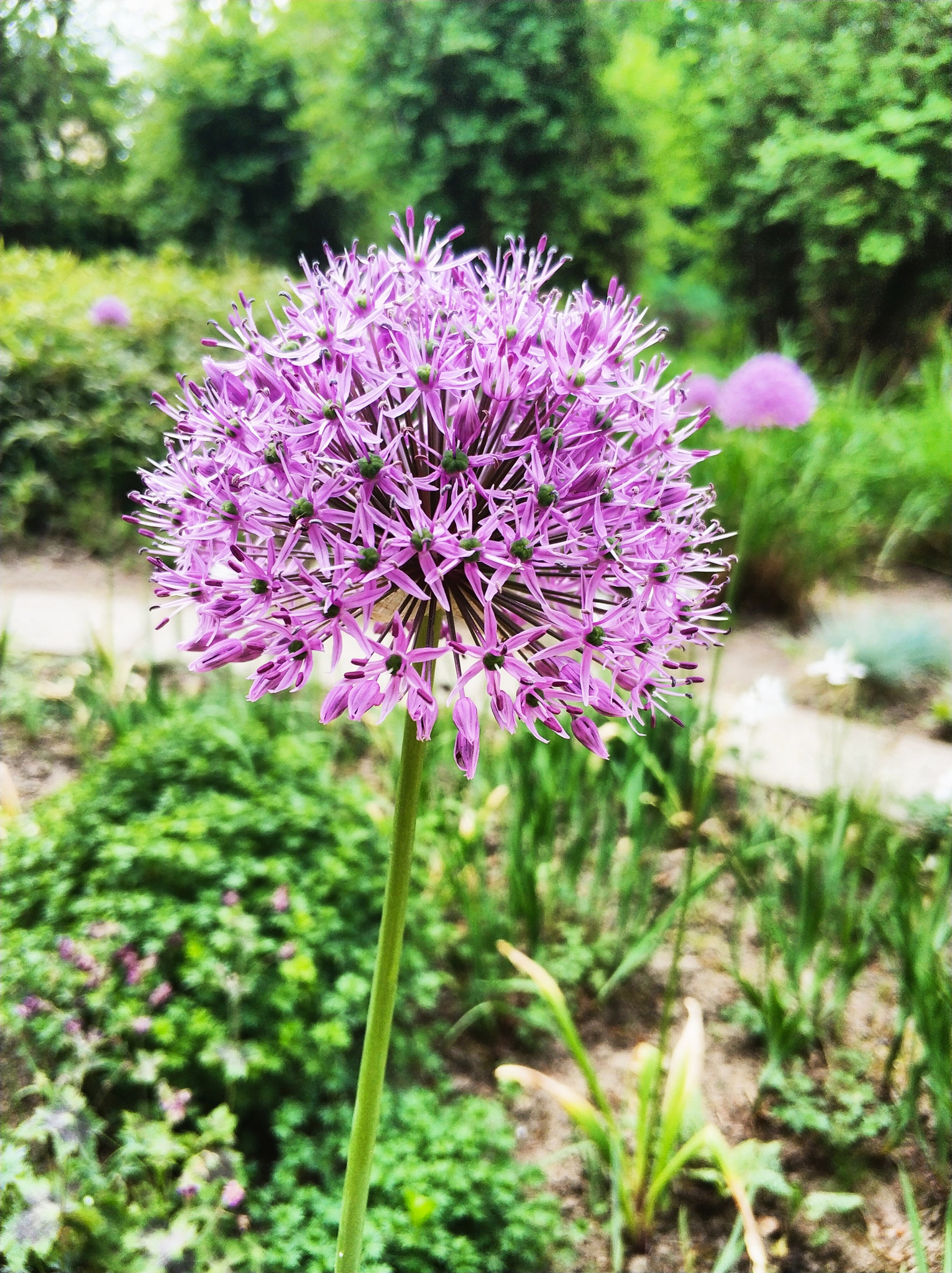 Xiaomi MI6 sample photo. Garlic photography