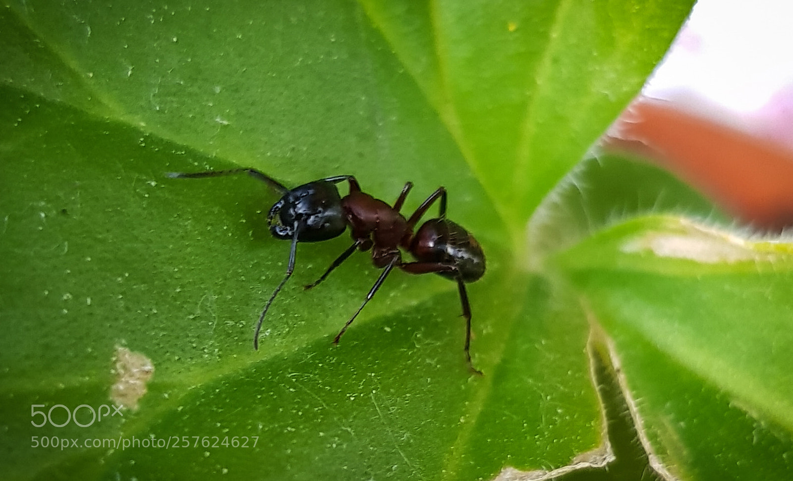 Samsung Galaxy S8 sample photo. Hello, mrs.ant photography