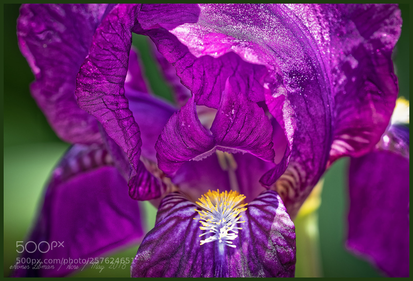 Panasonic Lumix DC-GH5 sample photo. Iris macro photography