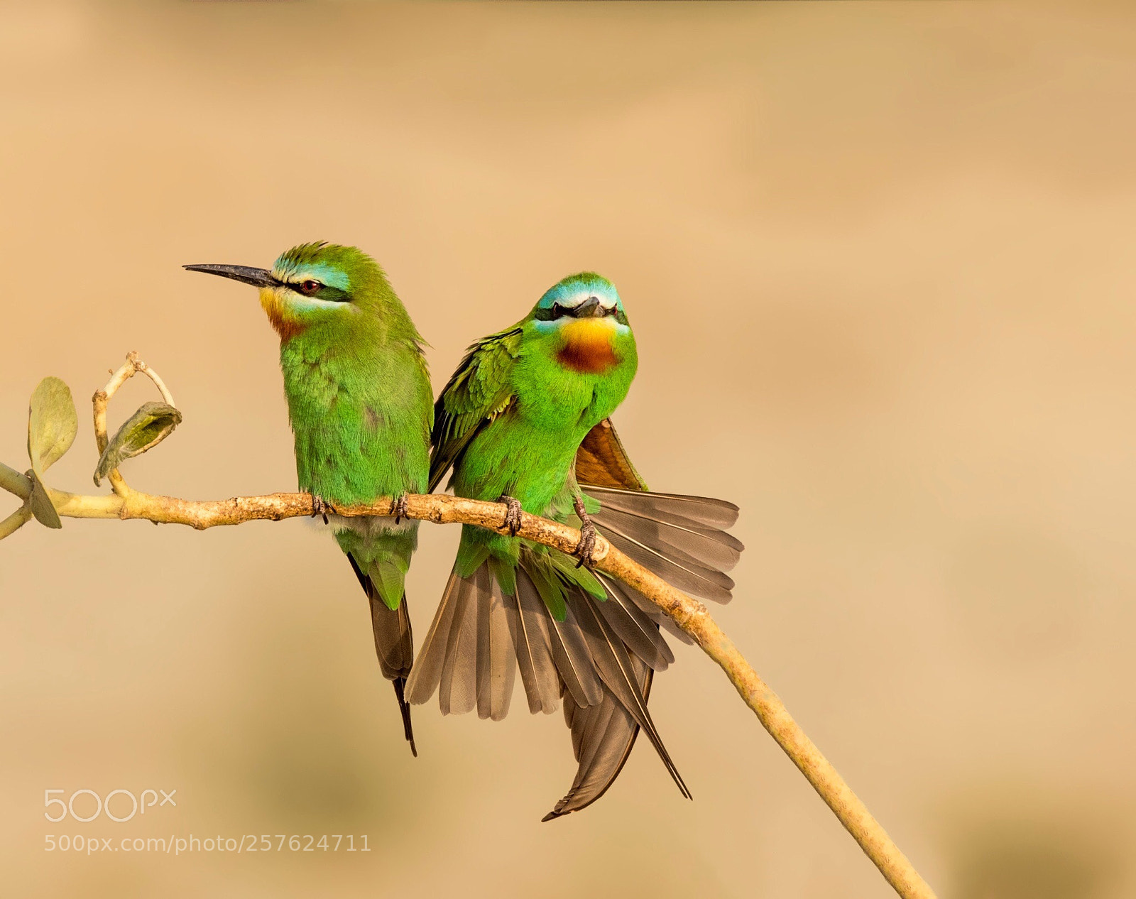 Nikon D750 sample photo. Blue cheeked bee eater photography