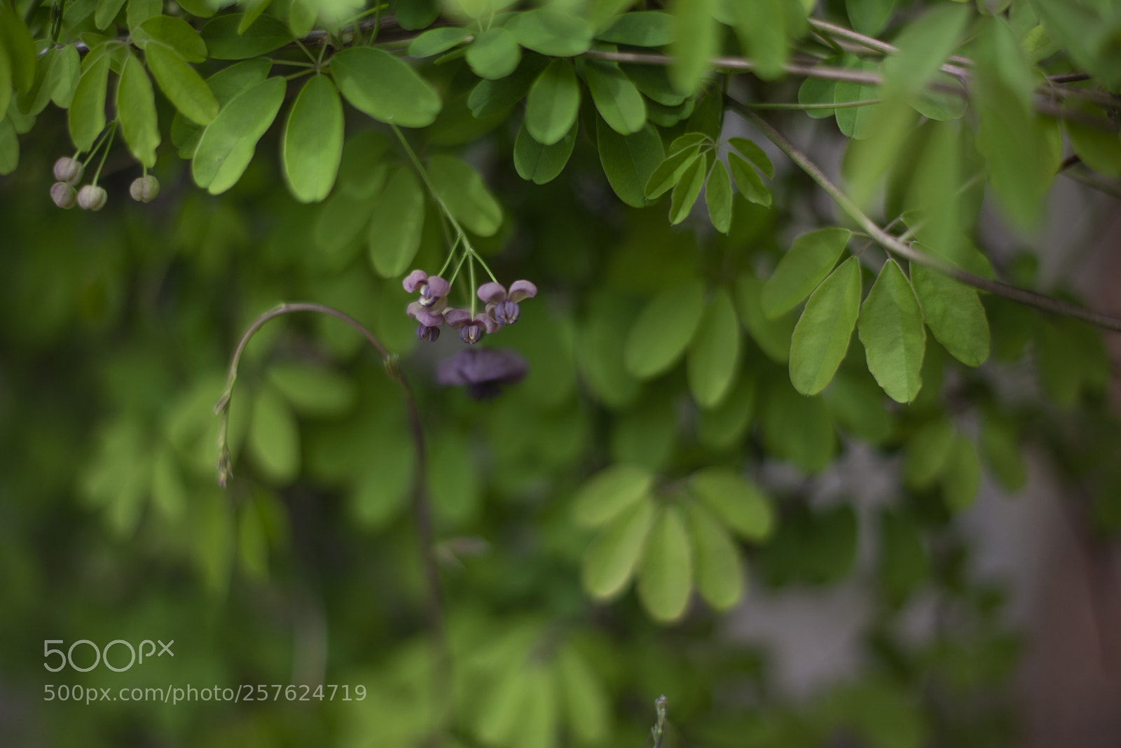 Nikon D610 sample photo. Chocolate vine photography