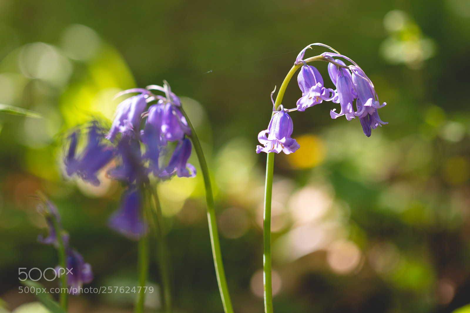 Canon EOS 70D sample photo. Sunny bluebells photography