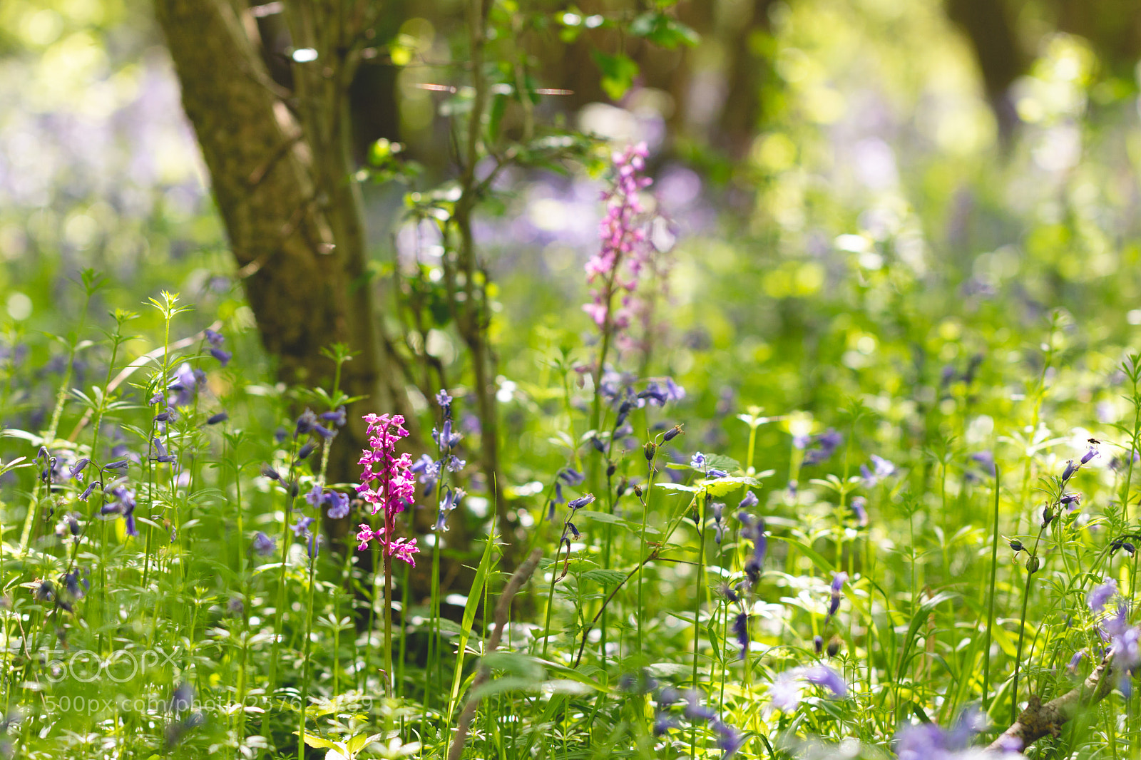Canon EOS 70D sample photo. Bluebells and orchids photography