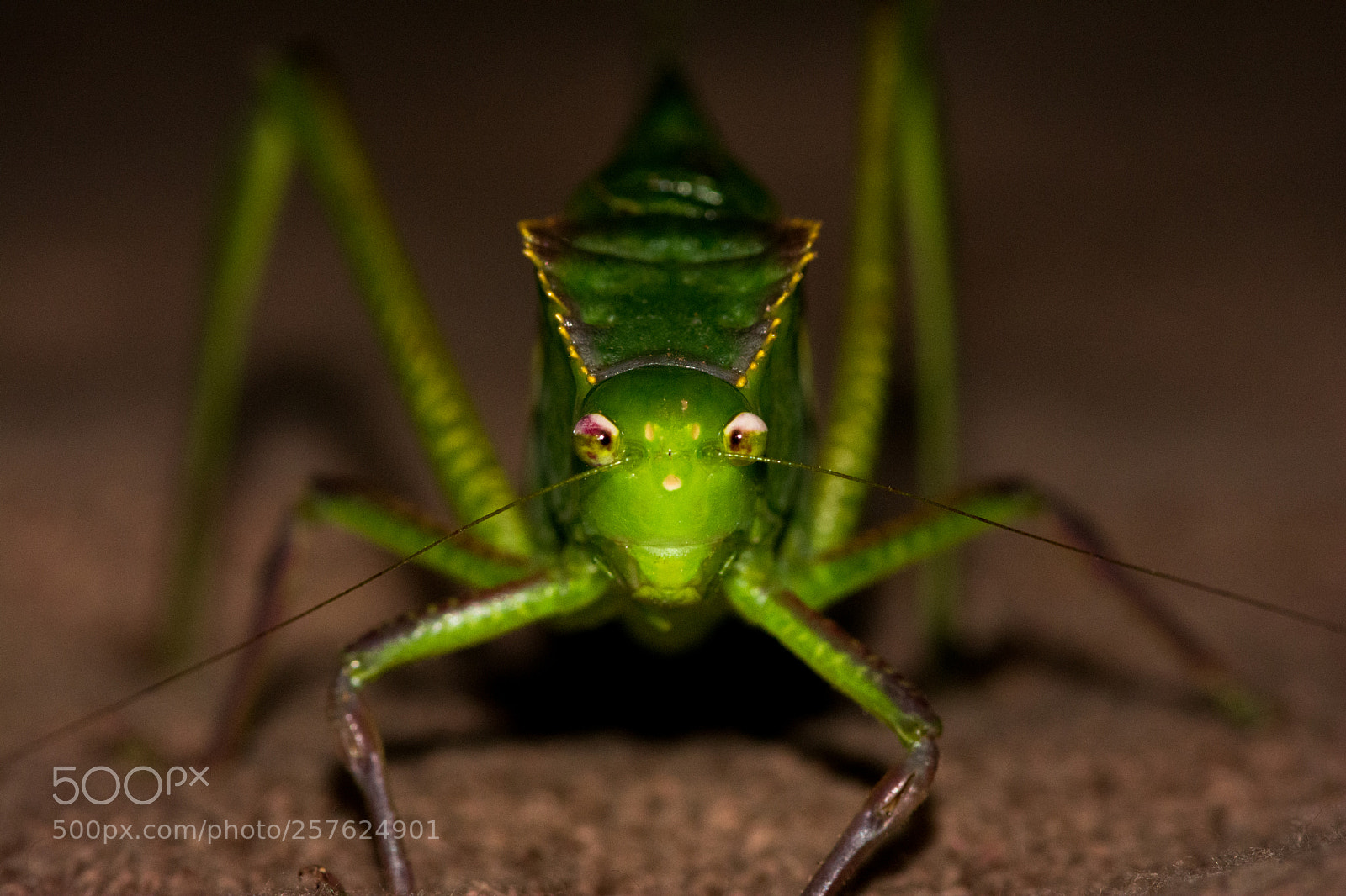 Nikon D5200 sample photo. Confrontational katydid photography
